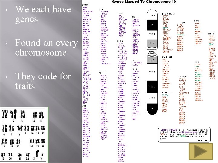 • We each have genes • Found on every chromosome • They code • We each have genes • Found on every chromosome • They code