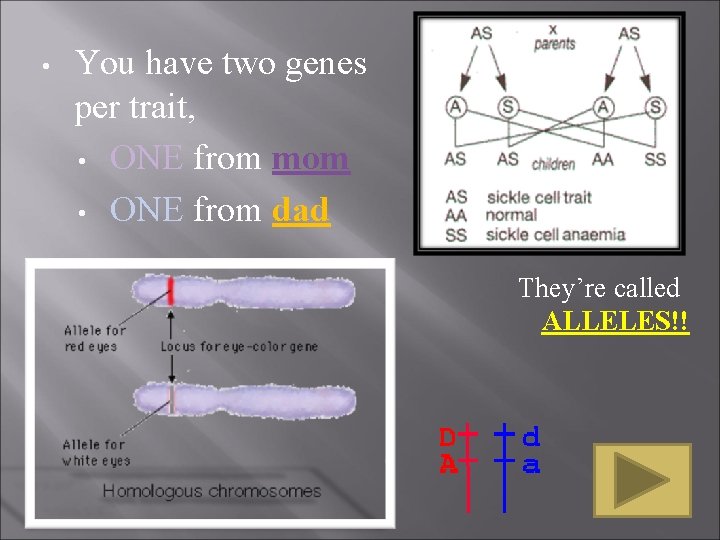 • You have two genes per trait, • ONE from mom • ONE • You have two genes per trait, • ONE from mom • ONE
