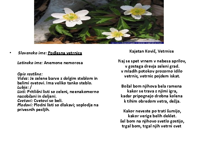  • Slovensko ime: Podlesna vetrnica Kajetan Kovič, Vetrnice Latinsko ime: Anemone nemorosa Naj