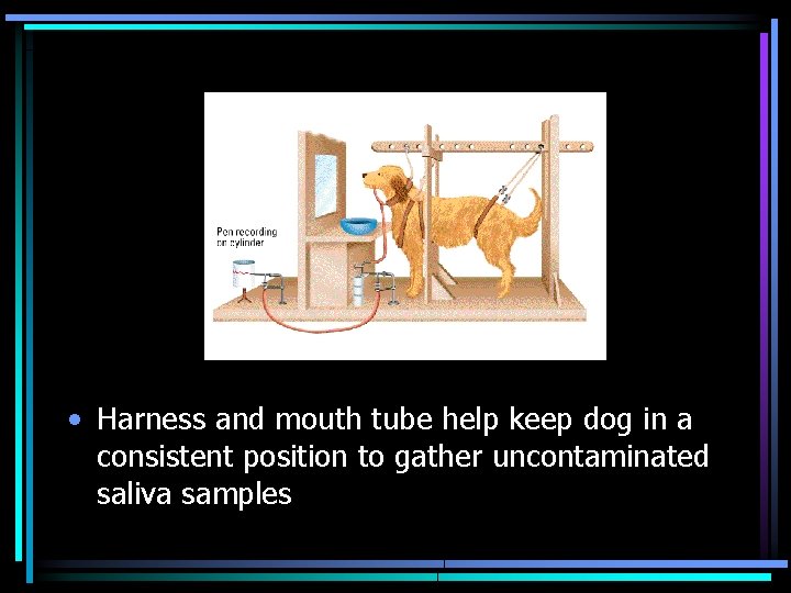 Pavlov’s Apparatus • Harness and mouth tube help keep dog in a consistent position
