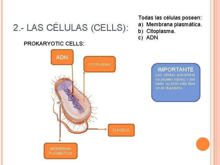 2. - LAS CÉLULAS (CELLS): Todas las células poseen: a) Membrana plasmática. b) Citoplasma.