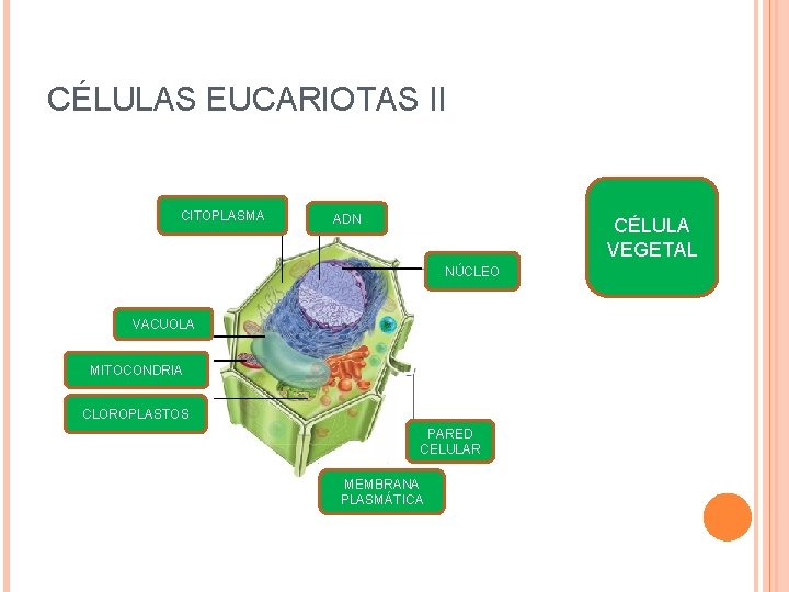 CÉLULAS EUCARIOTAS II CITOPLASMA ADN CÉLULA VEGETAL NÚCLEO VACUOLA MITOCONDRIA CLOROPLASTOS PARED CELULAR MEMBRANA