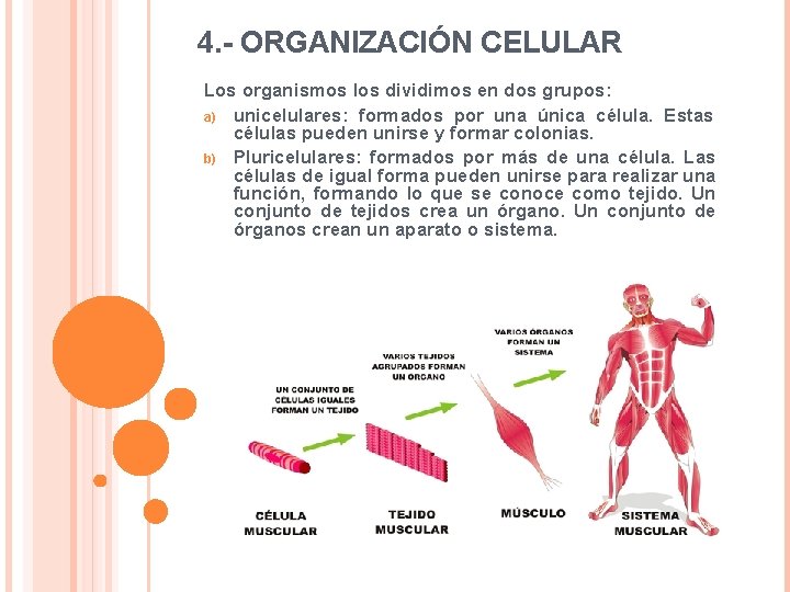 4. - ORGANIZACIÓN CELULAR Los organismos los dividimos en dos grupos: a) unicelulares: formados