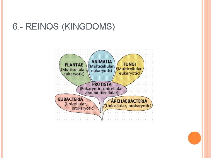 6. - REINOS (KINGDOMS) 