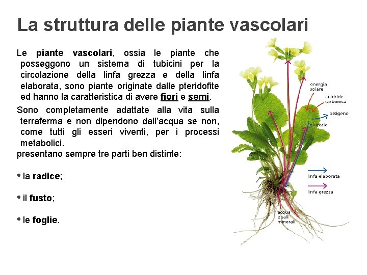 La struttura delle piante vascolari Le piante vascolari, ossia le piante che posseggono un