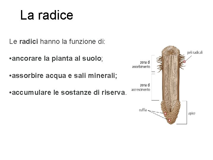 La radice Le radici hanno la funzione di: • ancorare la pianta al suolo;