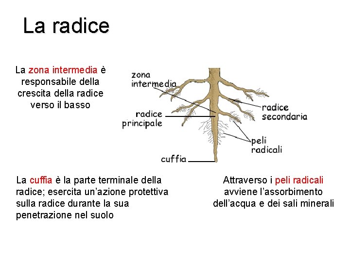 La radice La zona intermedia è responsabile della crescita della radice verso il basso