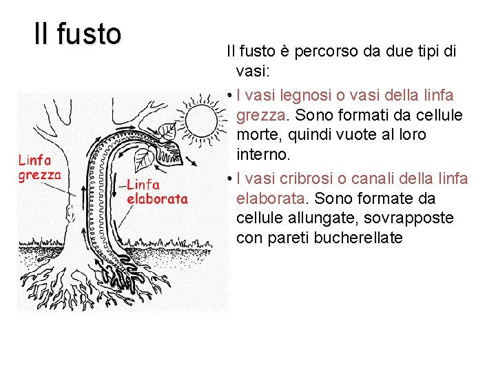 Il fusto è percorso da due tipi di vasi: • I vasi legnosi o