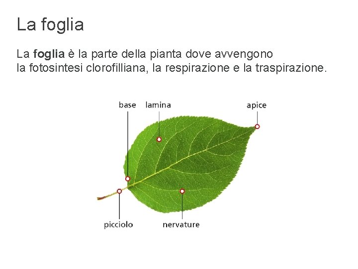 La foglia è la parte della pianta dove avvengono la fotosintesi clorofilliana, la respirazione