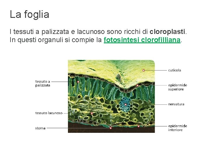La foglia I tessuti a palizzata e lacunoso sono ricchi di cloroplasti. In questi