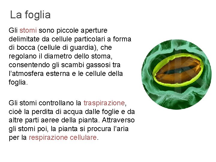 La foglia Gli stomi sono piccole aperture delimitate da cellule particolari a forma di