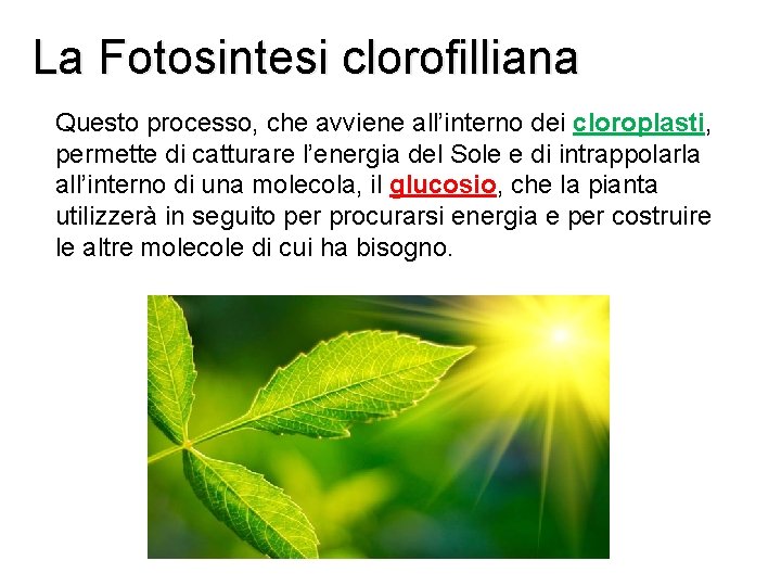 La Fotosintesi clorofilliana Questo processo, che avviene all’interno dei cloroplasti, permette di catturare l’energia