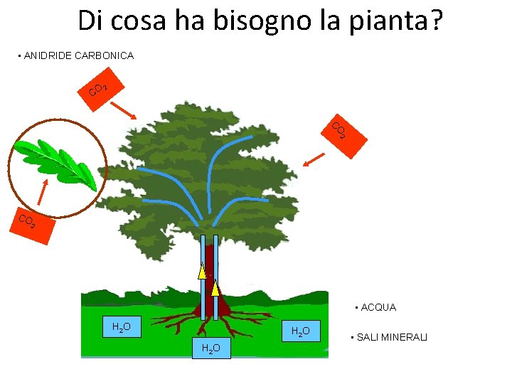 Di cosa ha bisogno la pianta? • ANIDRIDE CARBONICA CO 2 • ACQUA H