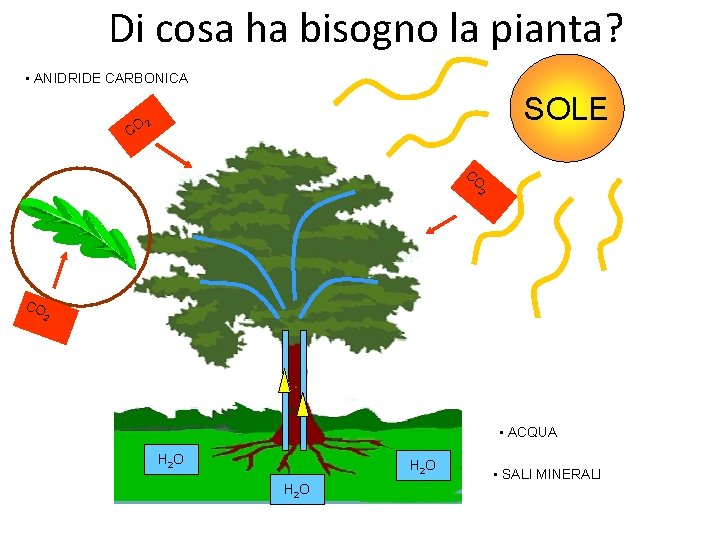 Di cosa ha bisogno la pianta? • ANIDRIDE CARBONICA SOLE 2 CO CO 2