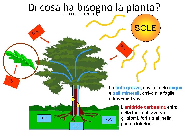 Di cosa ha bisogno la pianta? (cosa entra nella pianta) SOLE 2 CO CO