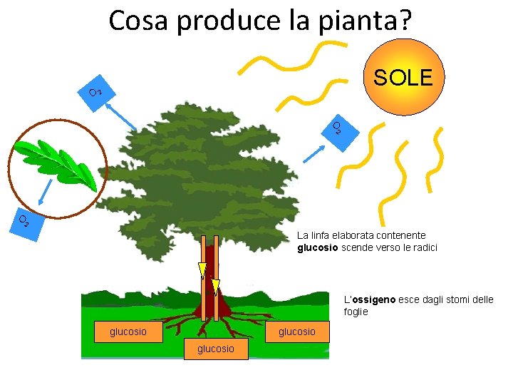 Cosa produce la pianta? SOLE O 2 O 2 La linfa elaborata contenente glucosio
