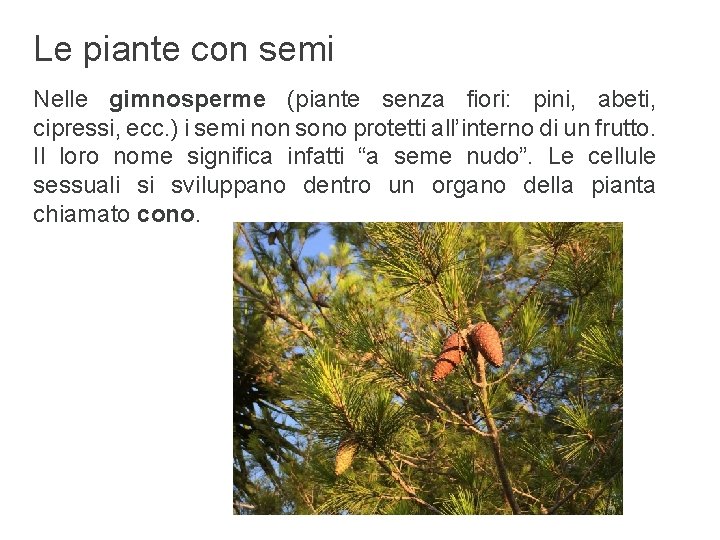 Le piante con semi Nelle gimnosperme (piante senza fiori: pini, abeti, cipressi, ecc. )