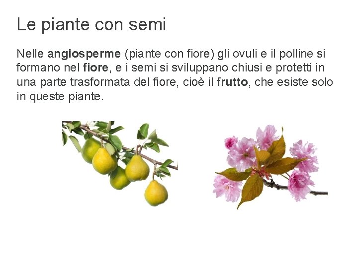 Le piante con semi Nelle angiosperme (piante con fiore) gli ovuli e il polline