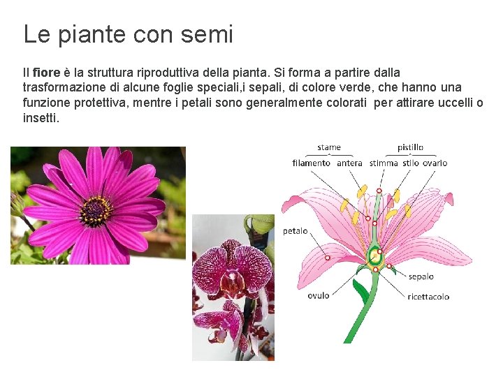 Le piante con semi Il fiore è la struttura riproduttiva della pianta. Si forma