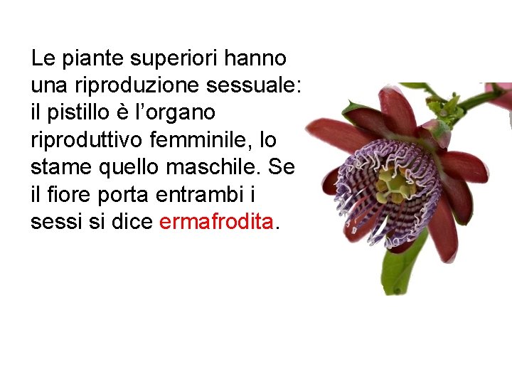 Le piante superiori hanno una riproduzione sessuale: il pistillo è l’organo riproduttivo femminile, lo