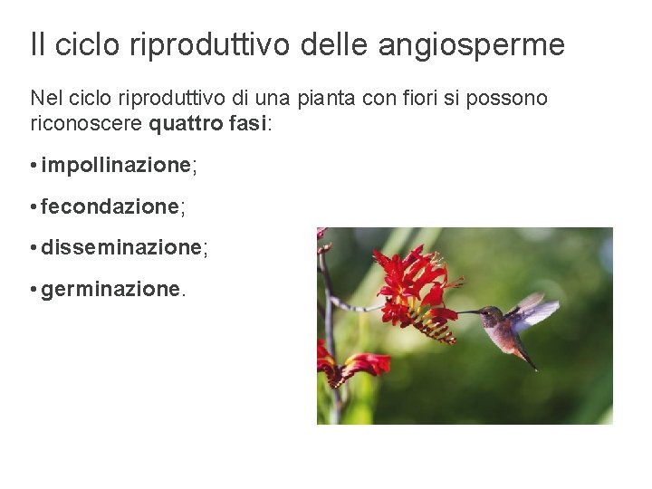 Il ciclo riproduttivo delle angiosperme Nel ciclo riproduttivo di una pianta con fiori si