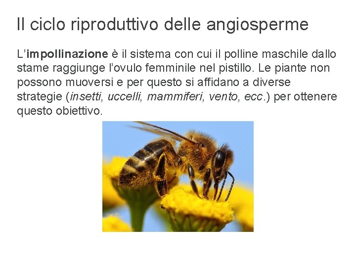 Il ciclo riproduttivo delle angiosperme L’impollinazione è il sistema con cui il polline maschile