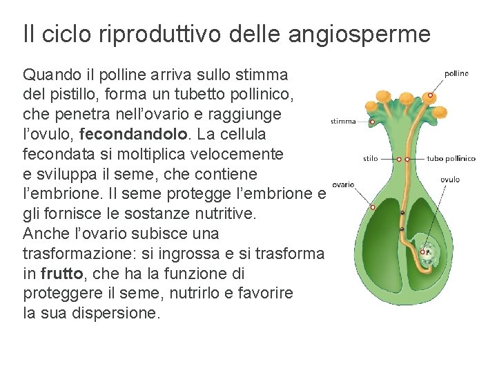 Il ciclo riproduttivo delle angiosperme Quando il polline arriva sullo stimma del pistillo, forma