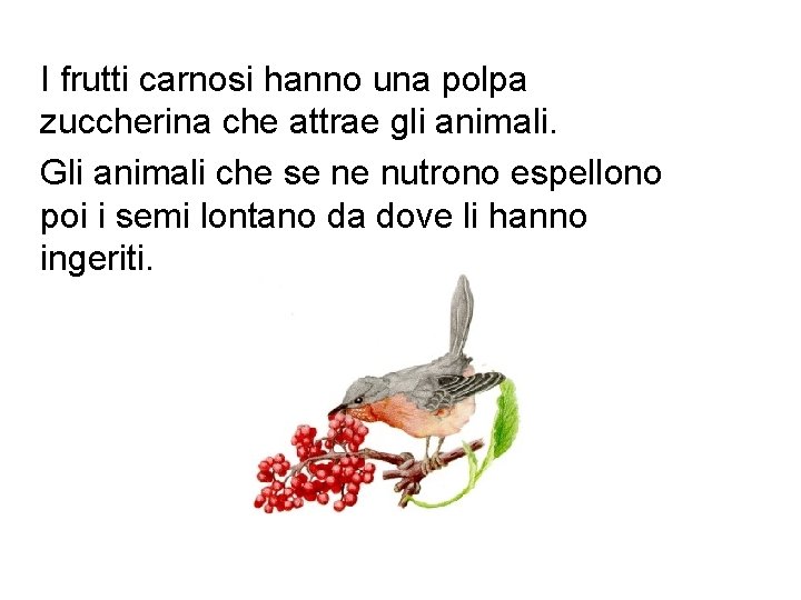 I frutti carnosi hanno una polpa zuccherina che attrae gli animali. Gli animali che