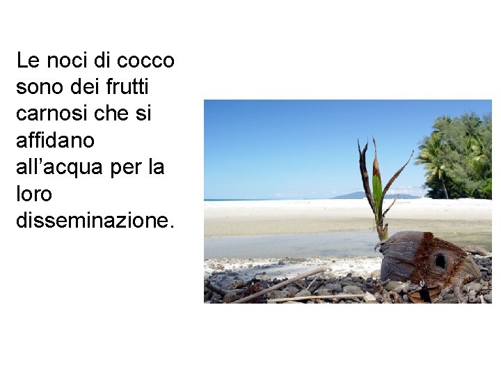 Le noci di cocco sono dei frutti carnosi che si affidano all’acqua per la