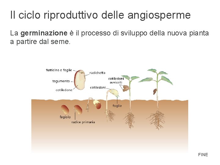 Il ciclo riproduttivo delle angiosperme La germinazione è il processo di sviluppo della nuova