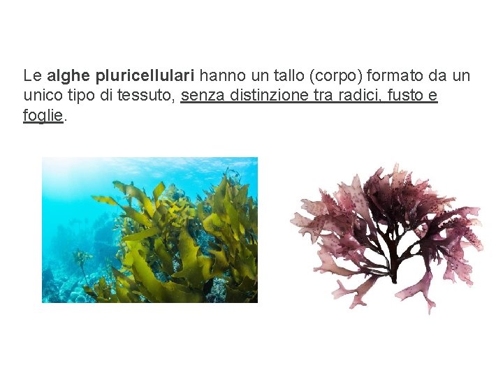 Le alghe pluricellulari hanno un tallo (corpo) formato da un unico tipo di tessuto,