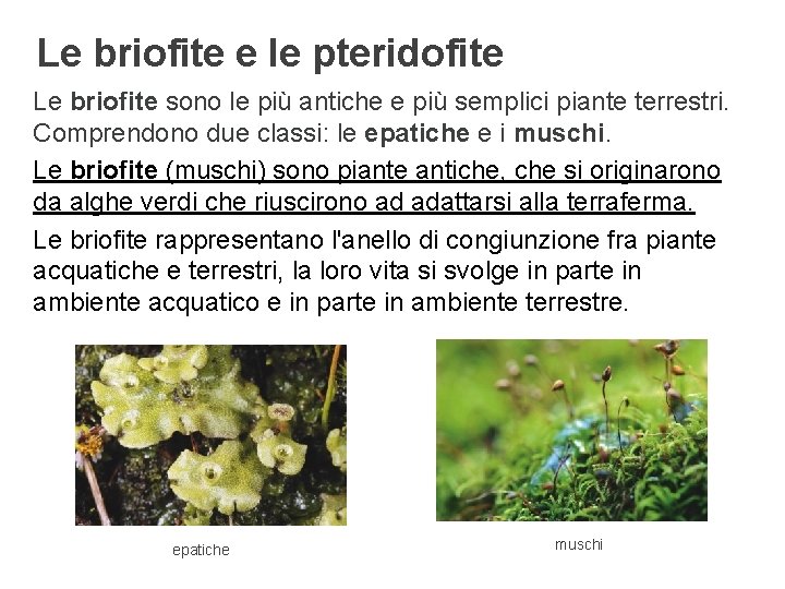 Le briofite e le pteridofite Le briofite sono le più antiche e più semplici