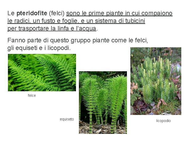 Le pteridofite (felci) sono le prime piante in cui compaiono le radici, un fusto