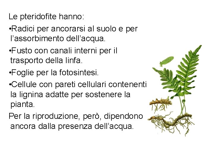 Le pteridofite hanno: • Radici per ancorarsi al suolo e per l’assorbimento dell’acqua. •