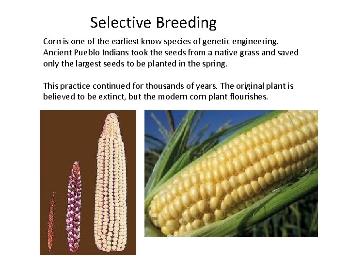 Selective Breeding Corn is one of the earliest know species of genetic engineering. Ancient