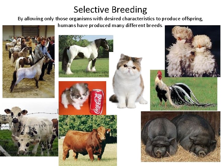 Selective Breeding By allowing only those organisms with desired characteristics to produce offspring, humans