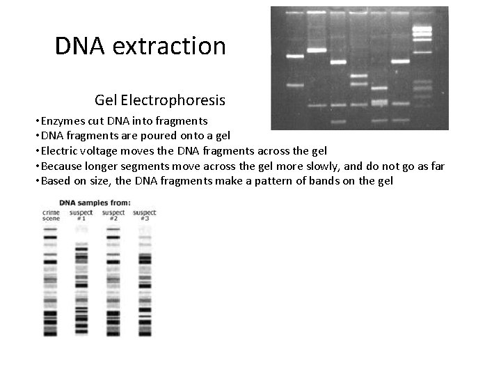 DNA extraction Gel Electrophoresis • Enzymes cut DNA into fragments • DNA fragments are