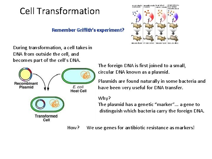 Cell Transformation Remember Griffith’s experiment? During transformation, a cell takes in DNA from outside