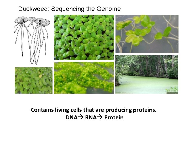 Duckweed: Sequencing the Genome Contains living cells that are producing proteins. DNA RNA Protein