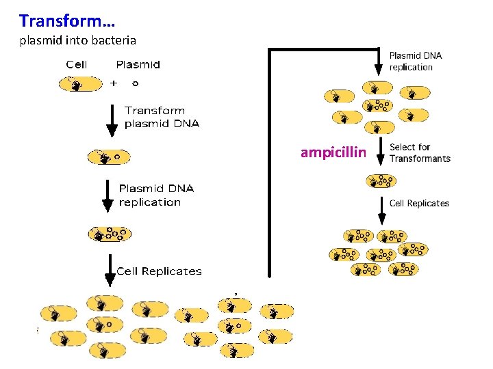 Transform… plasmid into bacteria ampicillin 