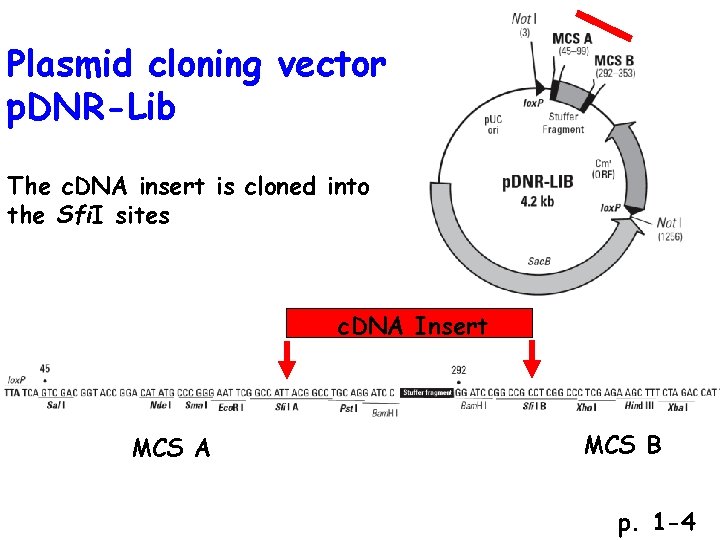 Plasmid cloning vector p. DNR-Lib The c. DNA insert is cloned into the Sfi.