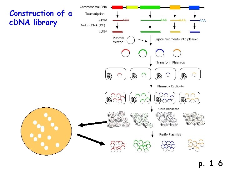 Construction of a c. DNA library p. 1 -6 