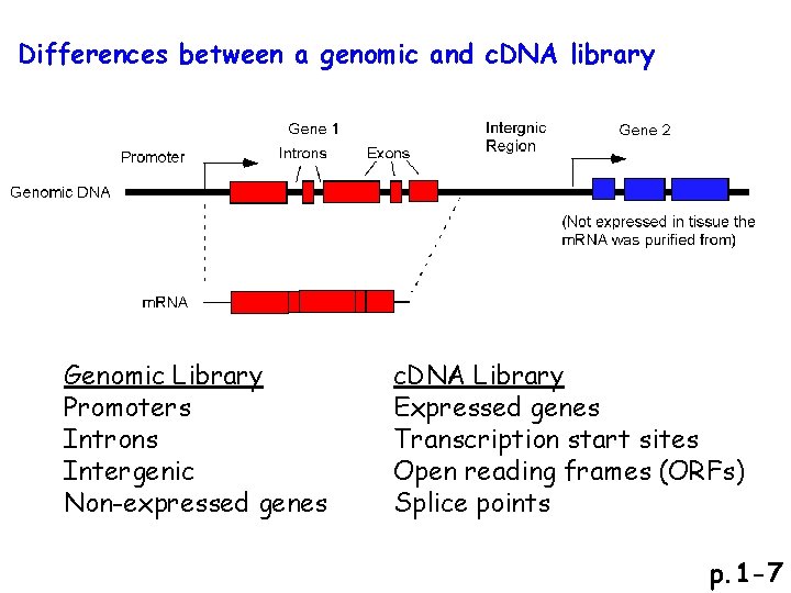 Differences between a genomic and c. DNA library Genomic Library Promoters Introns Intergenic Non-expressed