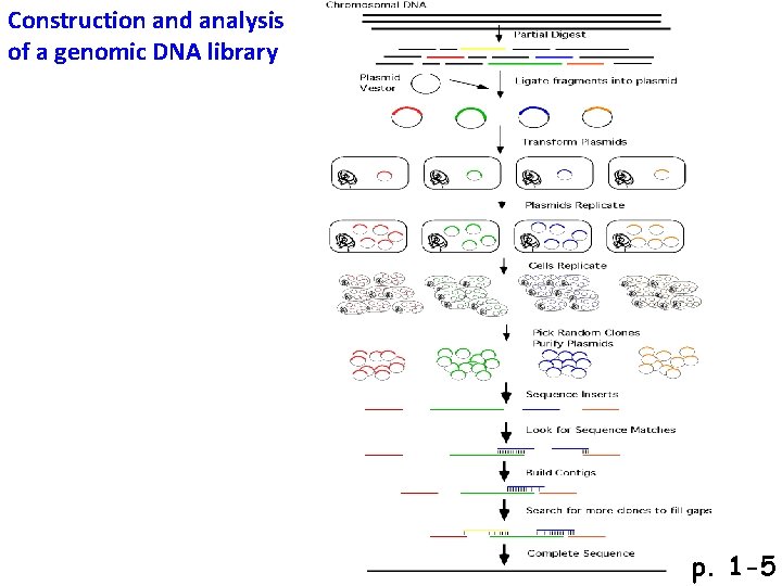 Construction and analysis of a genomic DNA library p. 1 -5 