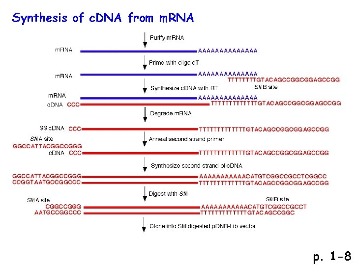 Synthesis of c. DNA from m. RNA p. 1 -8 