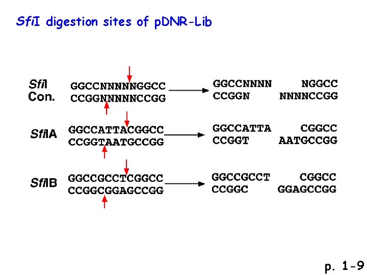Sfi. I digestion sites of p. DNR-Lib p. 1 -9 