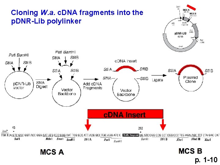 Cloning W. a. c. DNA fragments into the p. DNR-Lib polylinker p. 1 -10