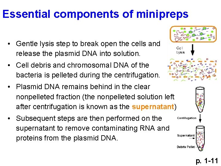 Essential components of minipreps • Gentle lysis step to break open the cells and