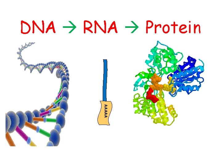 DNA RNA Protein AAAAA 