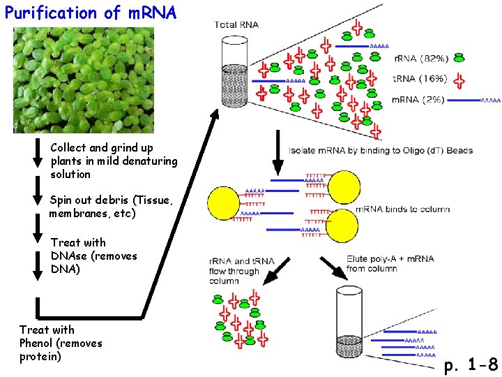 Purification of m. RNA Collect and grind up plants in mild denaturing solution Spin